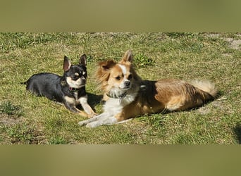 Prinzessin sucht ein Zuhause als Einzelprinzessin