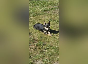Prinzessin sucht ein Zuhause als Einzelprinzessin