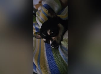 Prinzessin sucht ein Zuhause als Einzelprinzessin
