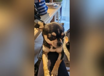Prinzessin sucht ein Zuhause als Einzelprinzessin