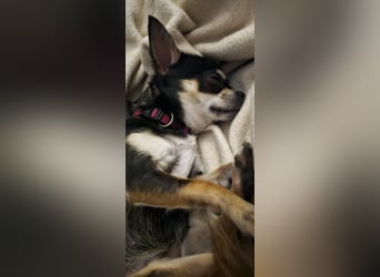 Prinzessin sucht ein Zuhause als Einzelprinzessin