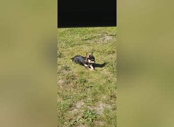 Prinzessin sucht ein Zuhause als Einzelprinzessin