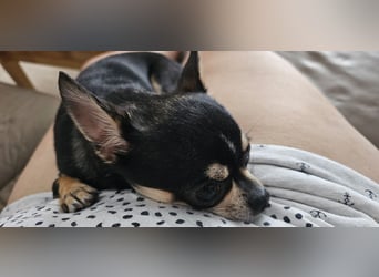 Prinzessin sucht ein Zuhause als Einzelprinzessin