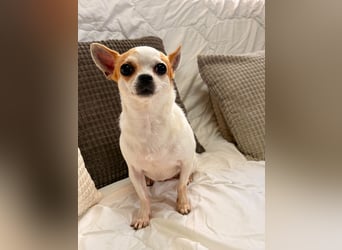 Folty - kleine Maus sucht ihre Menschen!