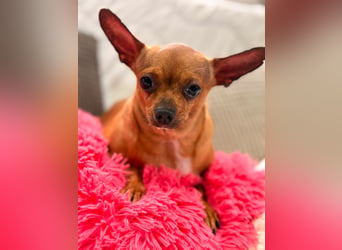 Sissi - kleine Dame sucht Zuhause!