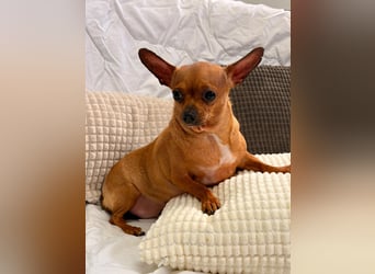 Sissi - kleine Dame sucht Zuhause!