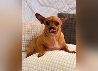 Sissi - kleine Dame sucht Zuhause!