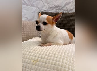 Folty - kleine Maus sucht ihre Menschen!
