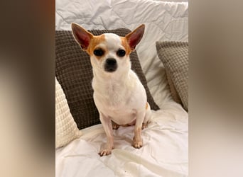 Folty - kleine Maus sucht ihre Menschen!