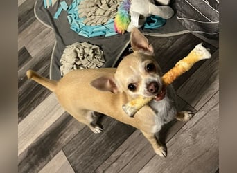 Chihuahua