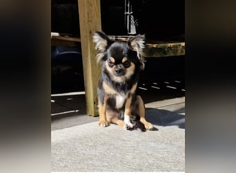 Chihuahua Hündin 2,5 Jahre alt