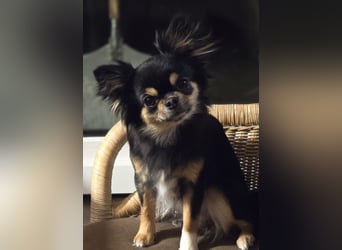 Chihuahua Hündin 2,5 Jahre alt