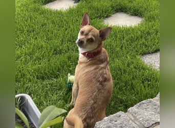 Sammy sucht dringend ein neues Zuhause