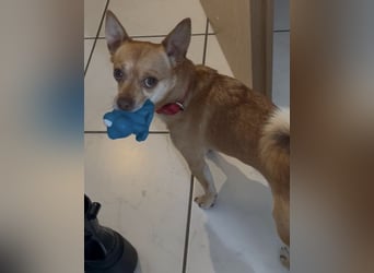 Sammy sucht dringend ein neues Zuhause