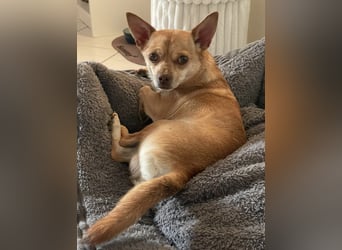 Sammy sucht dringend ein neues Zuhause