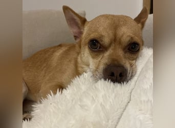Sammy sucht dringend ein neues Zuhause