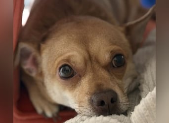 Sammy sucht dringend ein neues Zuhause