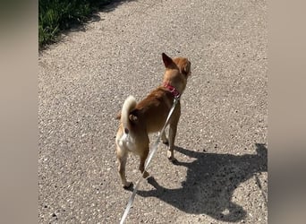 Sammy sucht dringend ein neues Zuhause
