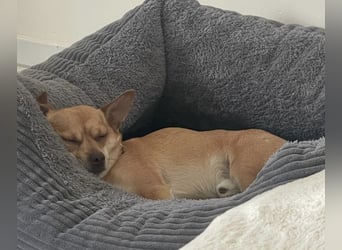 Sammy sucht dringend ein neues Zuhause