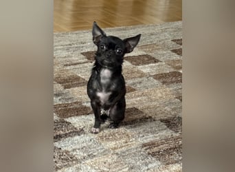 Chihuahua Hündin kurzhaar sehr kleinbleibend 16 Monate alt