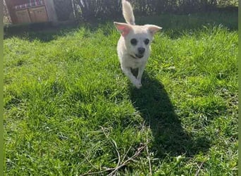 Bella, Chihuahua, geb. 2014, kl. Seniorin sucht ruhiges Zuhause