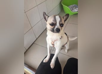 Chihuahua Eco möchte endlich ankommen