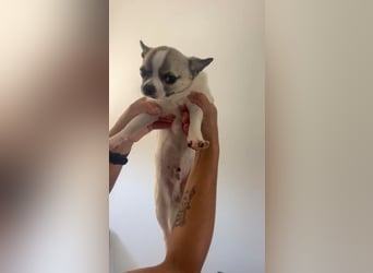 Chihuahua Eco möchte endlich ankommen