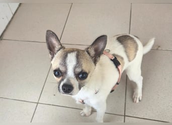Chihuahua Eco möchte endlich ankommen