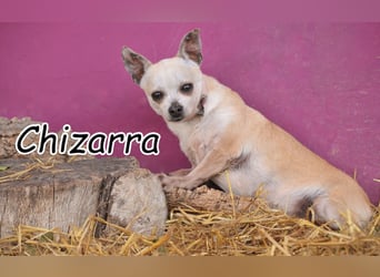 Schenkst du Chizarra Sicherheit und Liebe?