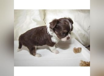 Chihuahua Hündin – geimpft, entwurmt, gechipt, mit EU-Heimtierausweis