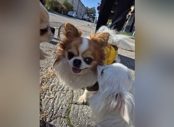 LUKY ca. 10 J. Chihuahua-Rüde sucht ruhiges Rentnerplätzchen