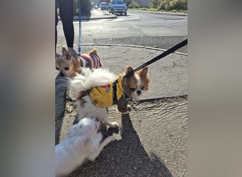 LUKY ca. 10 J. Chihuahua-Rüde sucht ruhiges Rentnerplätzchen