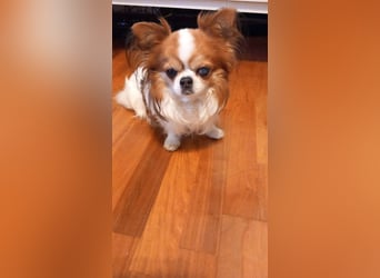 LUKY ca. 10 J. Chihuahua-Rüde sucht ruhiges Rentnerplätzchen