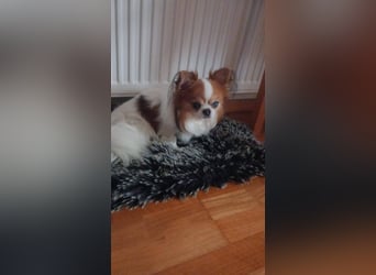 LUKY ca. 10 J. Chihuahua-Rüde sucht ruhiges Rentnerplätzchen