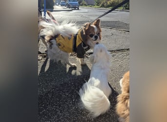 LUKY ca. 10 J. Chihuahua-Rüde sucht ruhiges Rentnerplätzchen