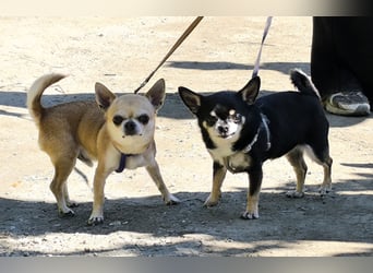 Bimba sucht liebevolle Menschen