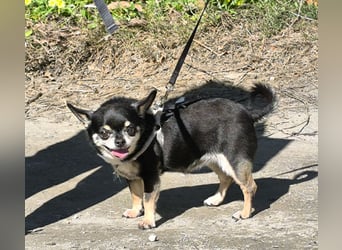 Bimba sucht liebevolle Menschen