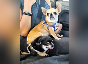 Toy wünscht sich ein gemütliches Zuhause