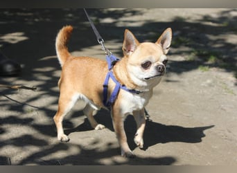 Toy wünscht sich ein gemütliches Zuhause