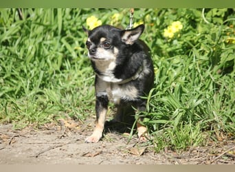 Bimba sucht liebevolle Menschen