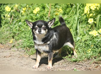 Bimba sucht liebevolle Menschen