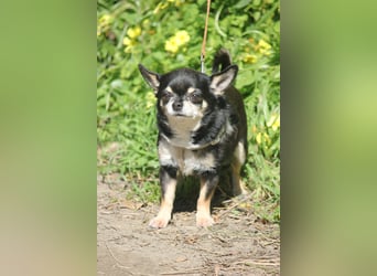 Bimba sucht liebevolle Menschen