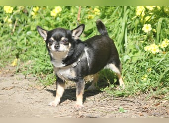 Bimba sucht liebevolle Menschen