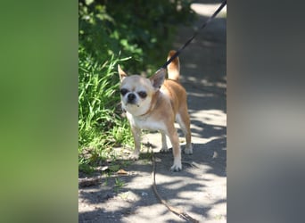 Toy wünscht sich ein gemütliches Zuhause