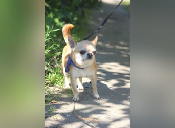 Toy wünscht sich ein gemütliches Zuhause