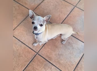 Ruhiger und zurückhaltender Chihuahua Clyde wartet in 49733 Haren.