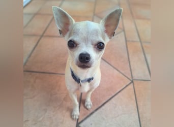 Ruhiger und zurückhaltender Chihuahua Clyde wartet in 49733 Haren.