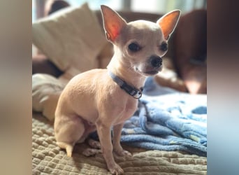 Ruhiger und zurückhaltender Chihuahua Clyde wartet in 49733 Haren.