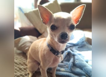 Ruhiger und zurückhaltender Chihuahua Clyde wartet in 49733 Haren.