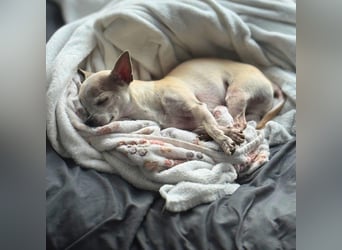 Ruhiger und zurückhaltender Chihuahua Clyde wartet in 49733 Haren.